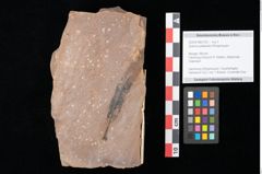 Foto (Objekt + Etikett) von Quercus palaeoilex Ettingshausen (NHMW-GEO-2024-0188-0762)